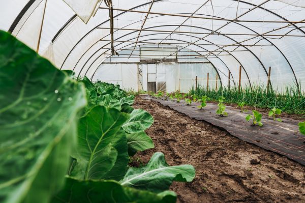 Greenhouse Demolition in Binghamton